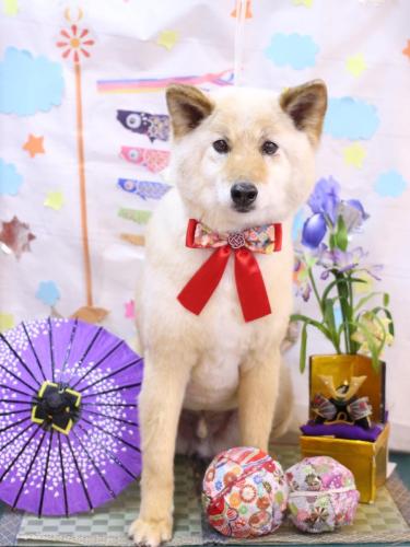 20240524れんくん